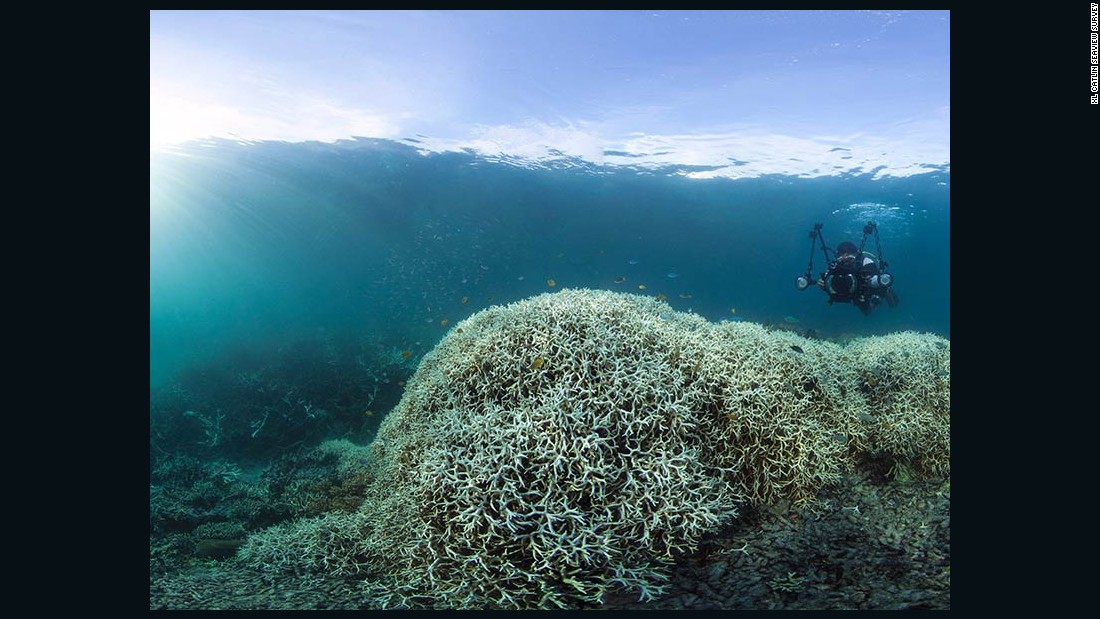 Bleaching occurs when the marine algae that live inside corals die. Of the reefs surveyed in the northern third of the Great Barrier Reef, 81% are characterized as &quot;severely bleached.&quot;