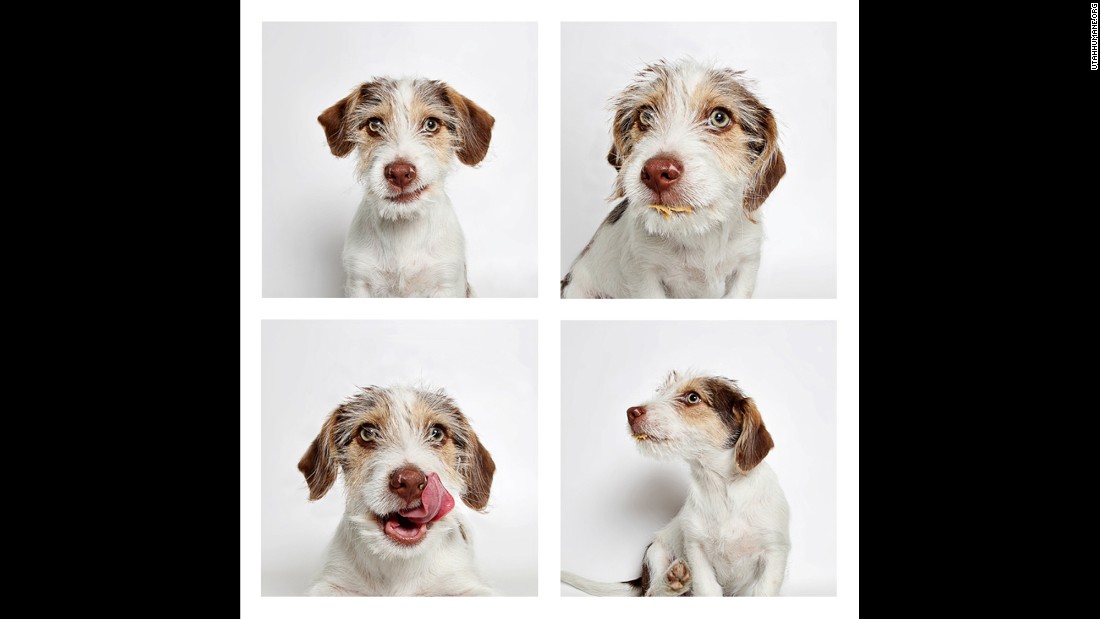 Storm, a 2-month-old Jack Russell terrier mix, licks peanut butter from her furry lips.