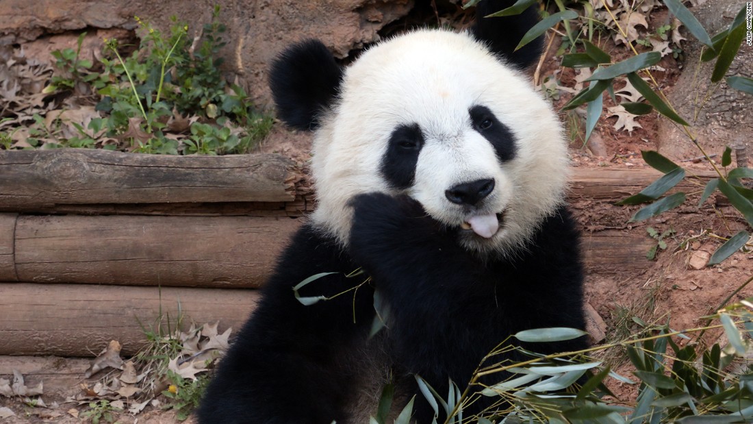 American Pandas Have Culture Shock In China Cnn 