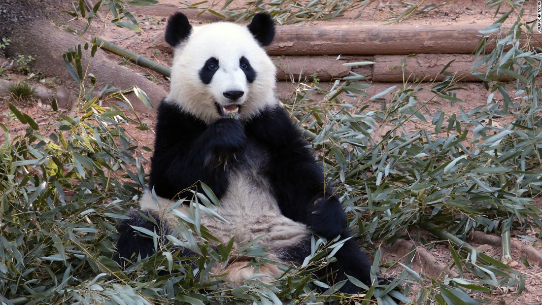 Giant pandas have strong jaw muscles that allow them to break bamboo.