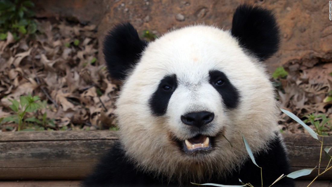 The giant panda is an endangered species with about 1,800 left in the wild.