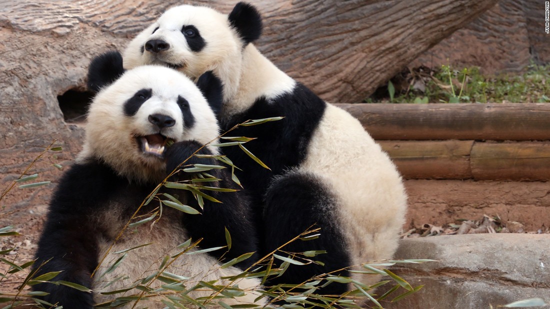 Pandas: A zoo's mission to help save them - CNN