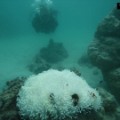 great barrier reef coral bleaching wwf orig mg_00000118
