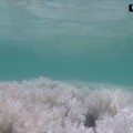 great barrier reef coral bleaching wwf orig mg_00005221