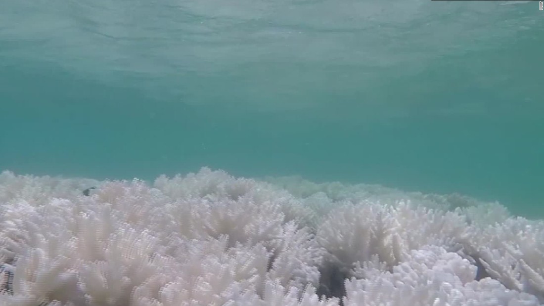 Tourism on the Great Barrier Reef generates an annual income of A$5 billion ($3.9 billion) and employs nearly 70,000 people.