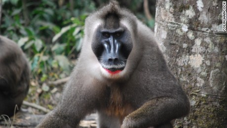 The drill monkey is bouncing back in Nigeria after presumed extinction