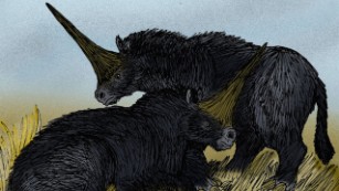 en Encyclopedia åndelig Real unicorn remains found | CNN