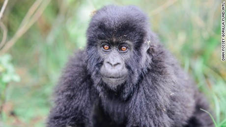 Endangered mountain gorillas making a comeback