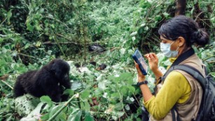 New study in Rwanda shows gorilla orphans thrive thanks to strong social  ties - RFI