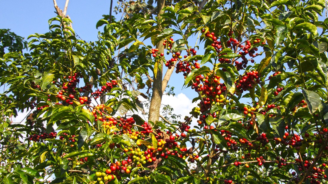 Bonga: Ethiopia's epicenter of Arabica coffee - CNN Travel