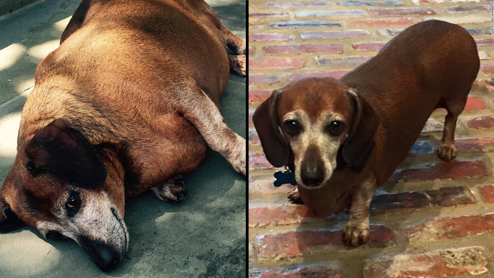 from chunk to hunk -- dog loses half his body weight - cnn