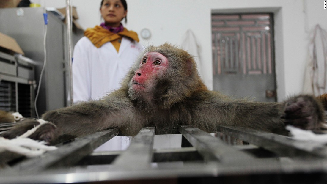 The breeding of macaque monkeys for animal testing is exposed and explored by Li Feng, who was shortlisted in the &quot;Environment&quot; category.