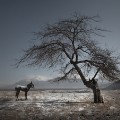 Chinese photography Maoyuan Cui