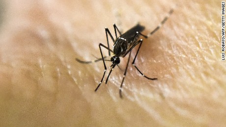 Flea medication for people and other new tools to combat malaria