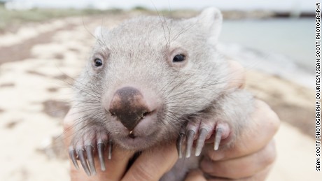 Your chance to be &#39;Chief Wombat Cuddler&#39;