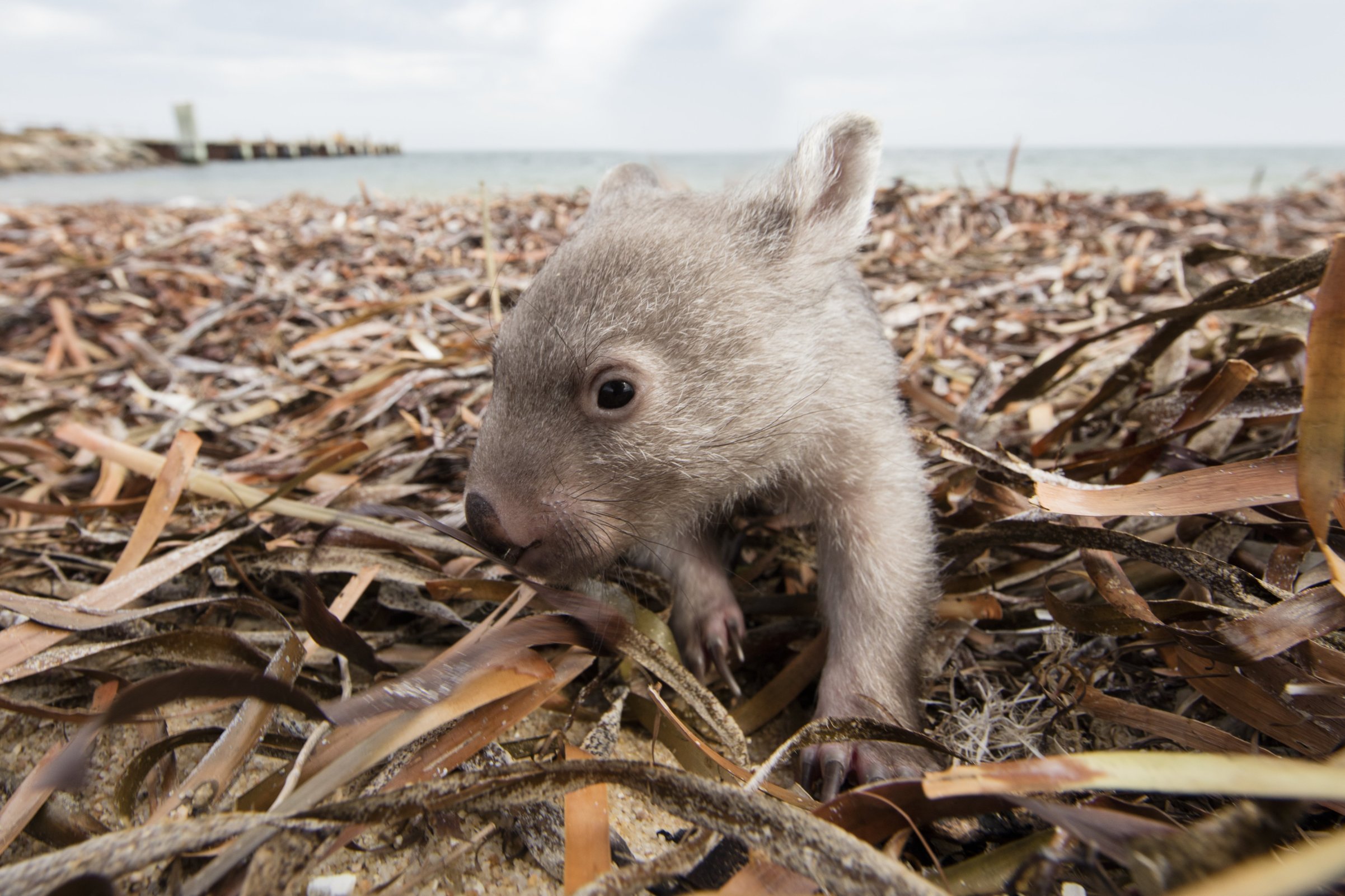 Wombat Poop Scientists Have Finally Discovered Why It S Cubed Cnn