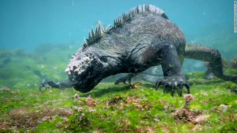 Watch Godzilla-like sea creature use razor-sharp teeth - CNN Video