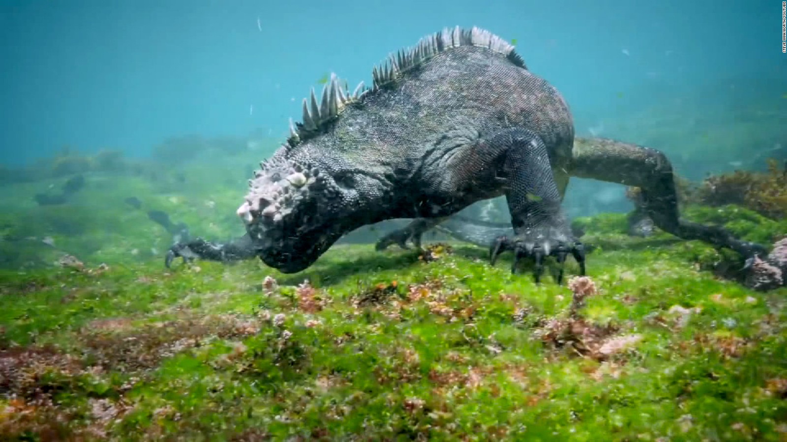 Watch Godzilla-like sea creature use razor-sharp teeth - CNN Video