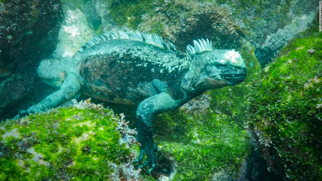 Морская игуана фото под водой