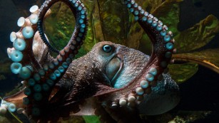 Inky the octopus escapes from NZ aquarium
