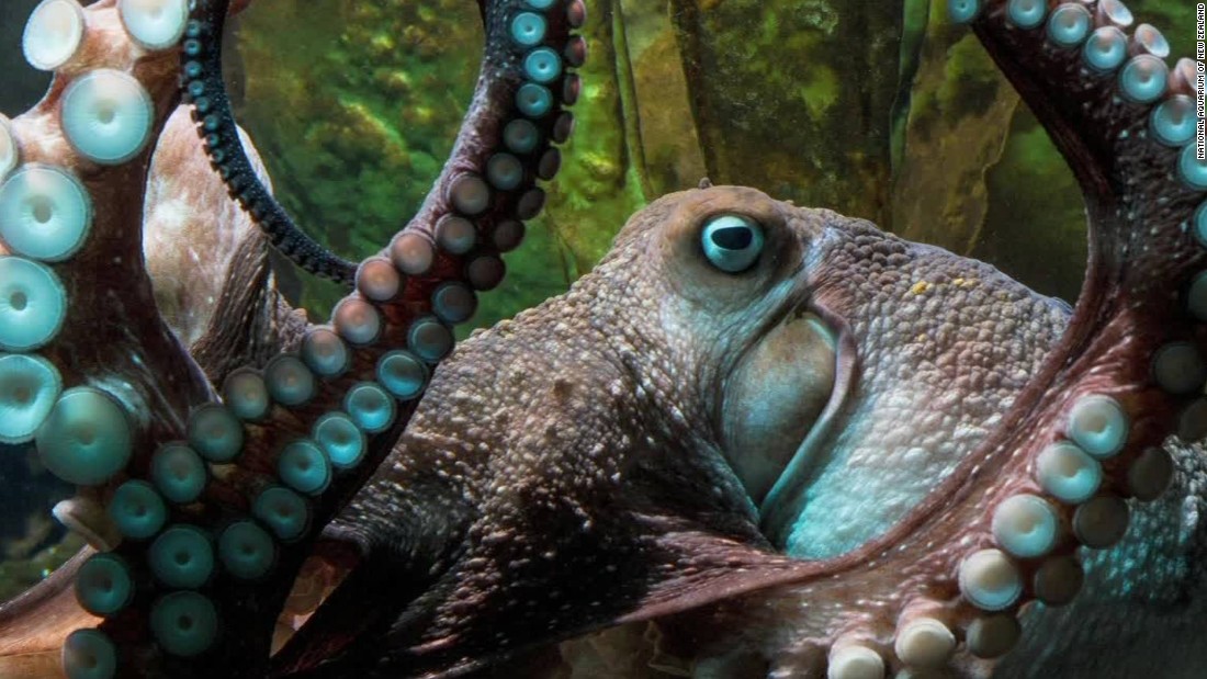 Octopus breaks out of aquarium - CNN Video