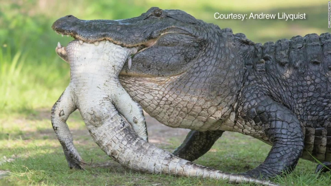 photographer-captures-gator-eating-gator-cnn-video