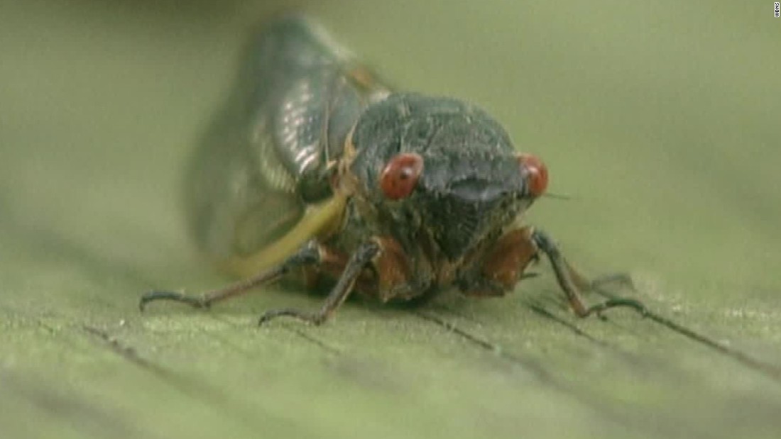 Noisy Cicadas Prepare To Emerge After 17 Years 2016 Cnn Video 