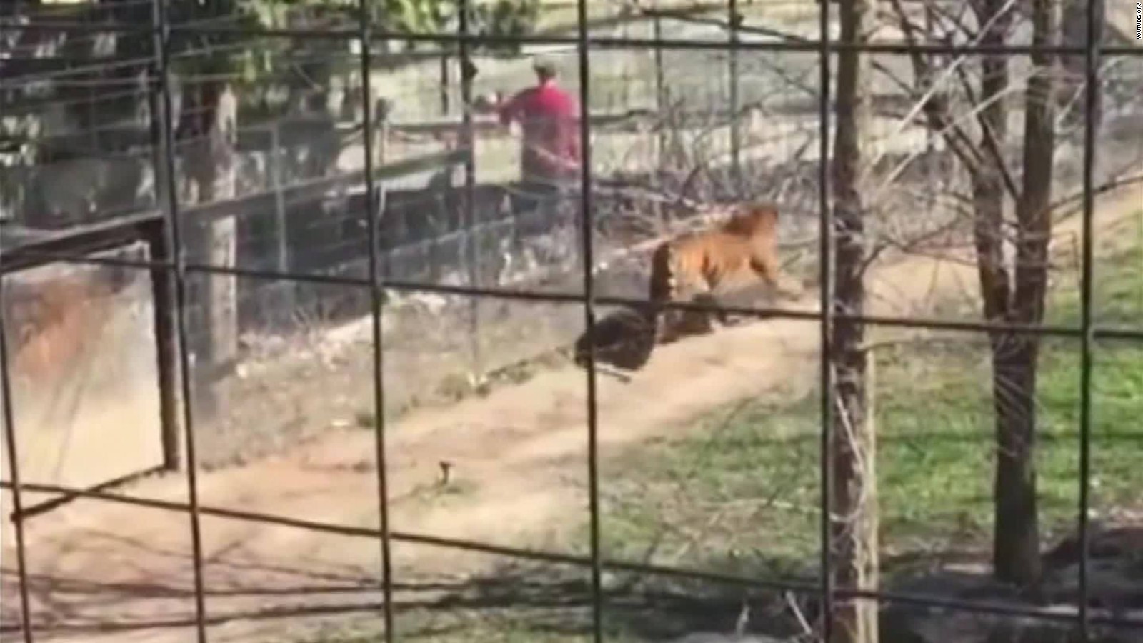 Video shows woman hopping tiger fence at zoo - CNN Video