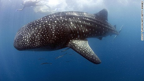 Whale sharks -- and their watchers -- gather off Djibouti in Horn of Africa