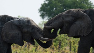 Zimbabwe sells elephants to China and Dubai for $2.7 million 
