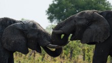 African elephants are pictured on November 18, 2012 in Hwange National Park in Zimbabwe. AFP PHOTO MARTIN BUREAU        (Photo credit should read MARTIN BUREAU/AFP/Getty Images)