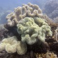 Coral bleaching Great Barrier Reef 1