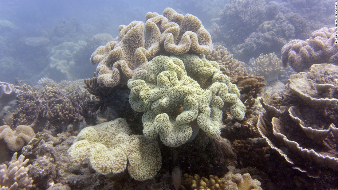 Australias Great Barrier Reef Suffers Extreme Coral -7687
