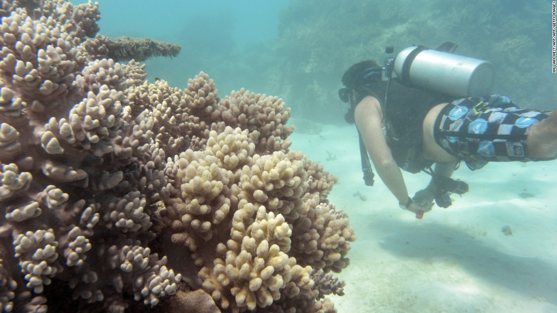 Of the reefs surveyed in the northern third of the Reef, 81% are characterized as &quot;severely bleached.&quot;