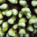 Coral bleaching Great Barrier Reef 3