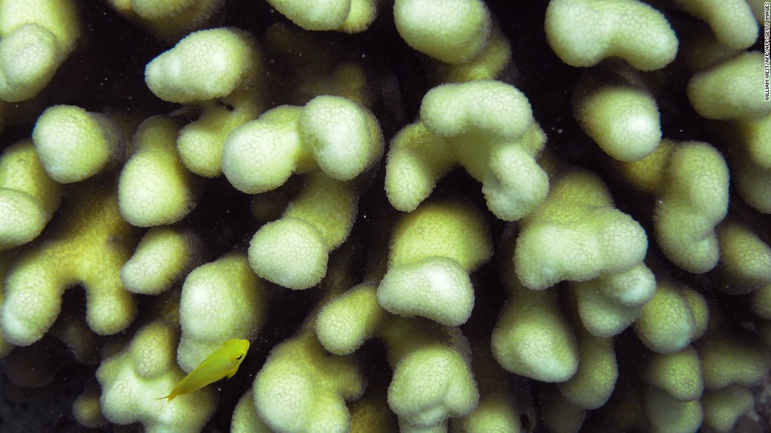 Driven by ocean temperatures that have been 1-2 degrees Celsius (1.8-3.6° F) above average, the bleaching event has left large sections of coral drained of all color and fighting for survival.