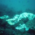 Coral bleaching Great Barrier Reef 4