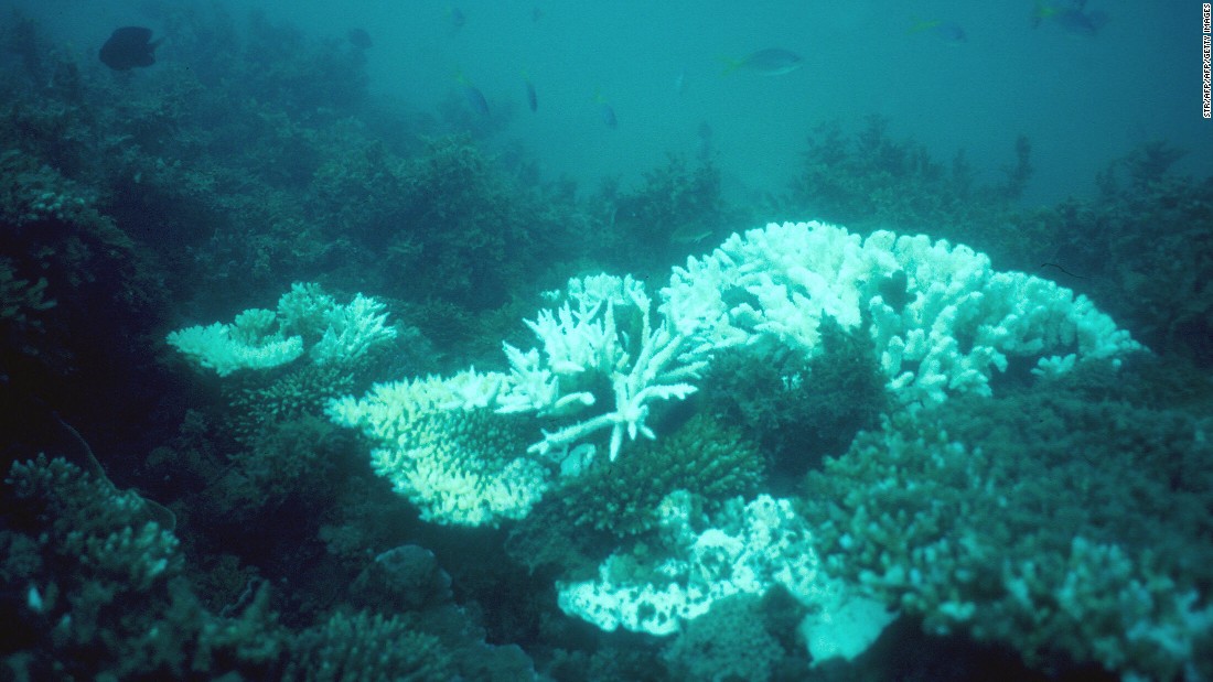 The Reef has suffered two mass bleaching events, in 1998 and 2002, but the extent of the bleaching in these years was less severe than in 2016.