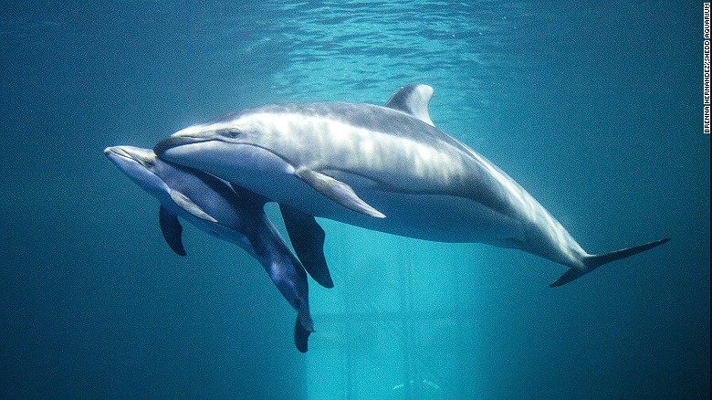 Rare dolphin birth caught on camera