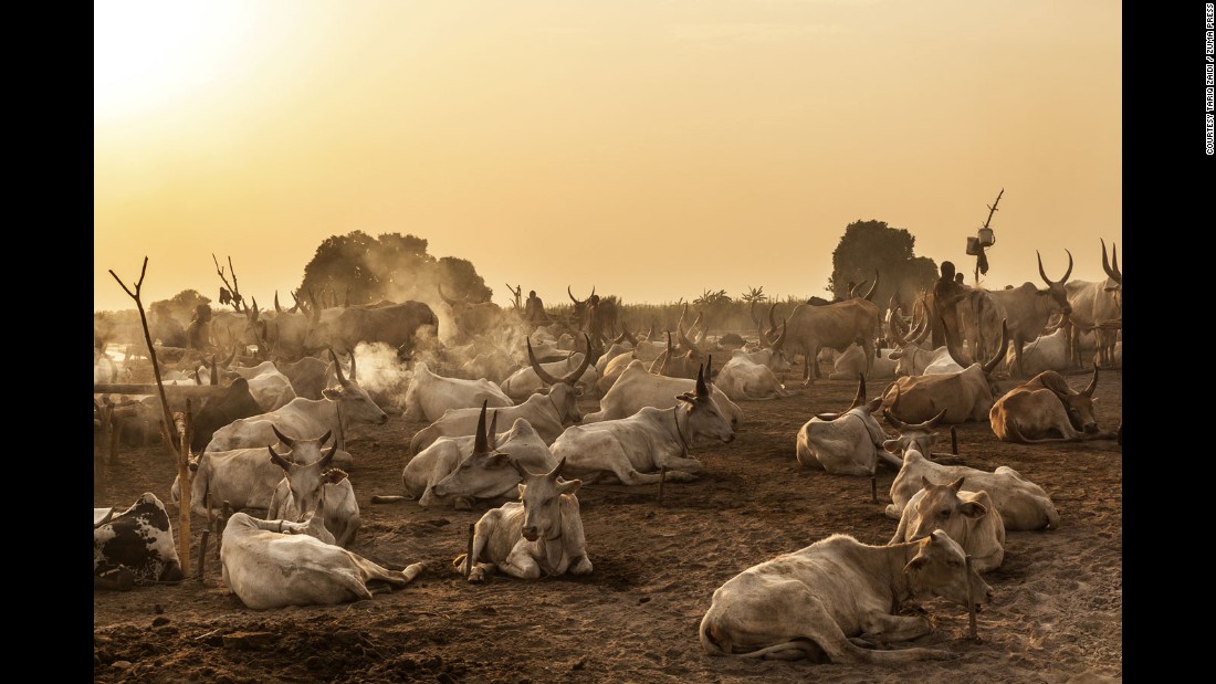 Dawn breaks over a Mundari cattle camp. The animals are the main source of sustenance for the nomadic tribe located on the banks of the Nile.