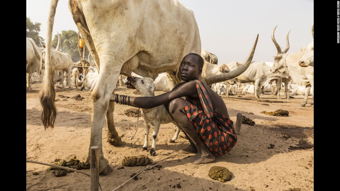 A Mundari girl helps a lamb to suckle on a cow&#39;s teat. It is not just the Mundari people who benefit from the cow&#39;s milk.