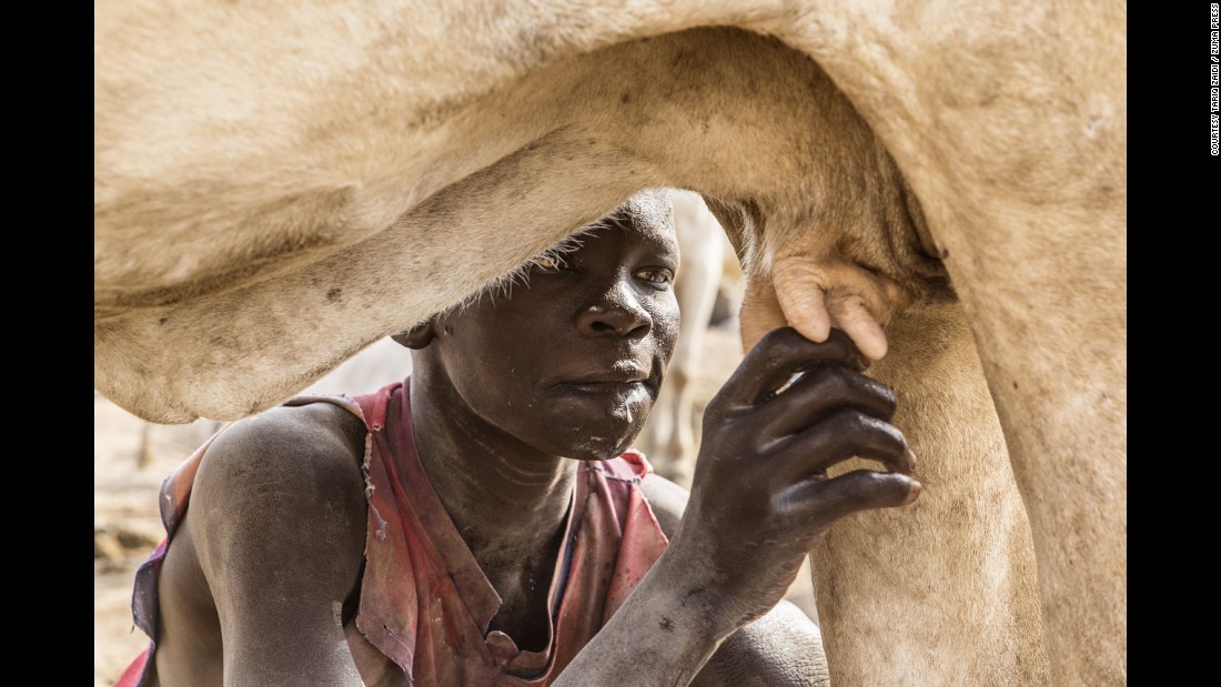 A Mundari boy drinks milk straight from the cow&#39;s udder. 