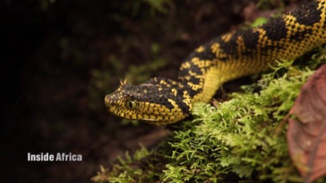 Snakes, frogs and monkeys: Inside Tanzania&#39;s Southern Highlands