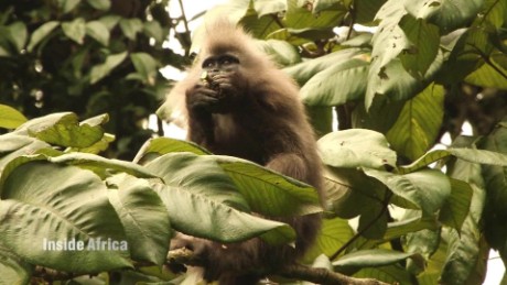 What does the future hold for Africa&#39;s rarest monkeys?