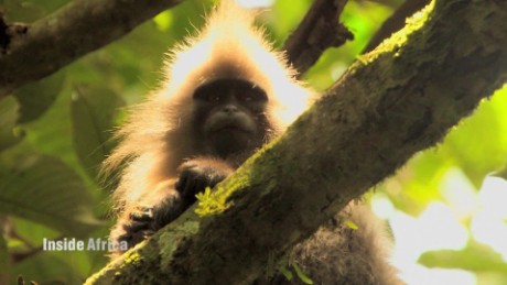 Tracking Tanzania&#39;s kipunji monkey