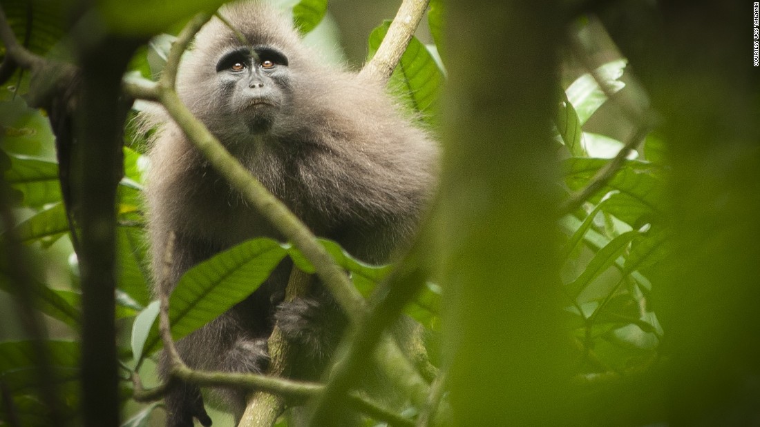 Just over 1,000 Kipunjis are believed to be left on the planet, and Davenport and his team are doing everything in their power to prevent that number from dipping.