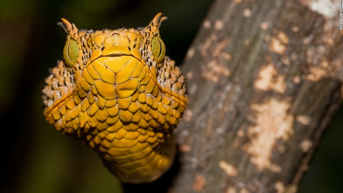 Davenport discovered a new viper in 2012 (it&#39;s named after his daughter, Matilda). Since the species is a new find, there is no known antidote to its venom. 