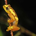 WCS Tanzania frog