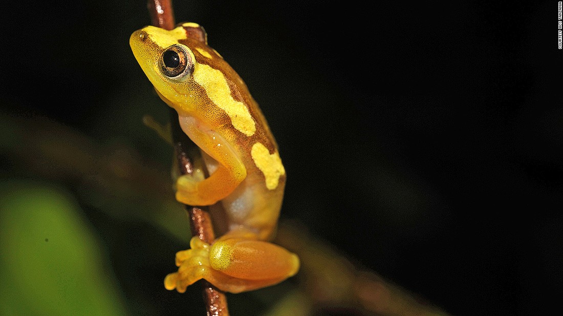 Davenport discovered this frog in the Southern Highlands of Tanzania.