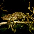 WCS Tanzania Chameleon